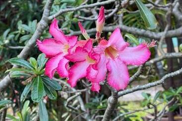 Hotel เพชร รีสอร์ท นครไทย Phet Resort, Nakhonthai