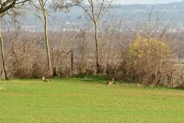 Aamiaismajoitus (B&B) Aux 3 Forêts