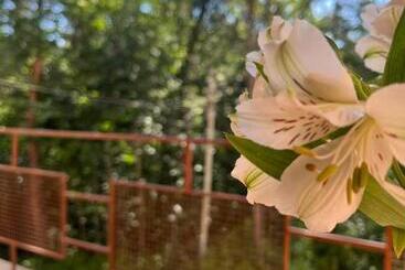 Kompozitor Hotel Dilijan