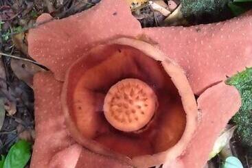 پانسیون Bukit Lawang Adventum