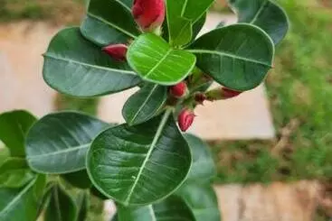 ユースホステル Colina Da Canastra Pousada