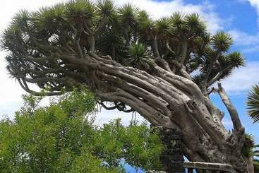 דירה La Palma Sun Nudist