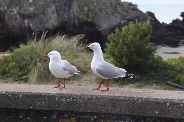 آپارتمان Sumner Bay Motel