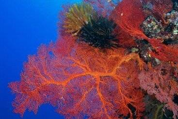 هتل Intercontinental Lifou Wadra Bay Resort By Ihg