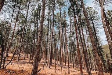 Starlight Camp Mount Rushmore