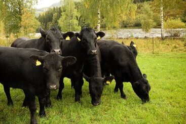 酒店 Piltingsrud Gards