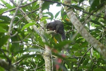 Amani Forest Camp Emau Hill