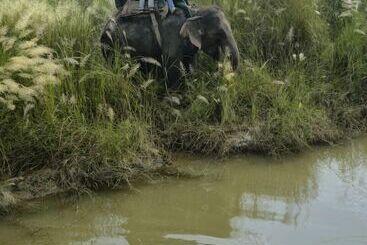 Hotel Barahi Jungle Lodge