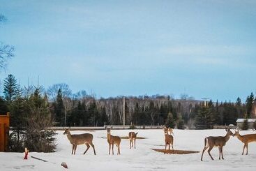 Auberge Motel Godard