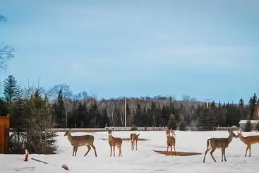 Auberge Motel Godard