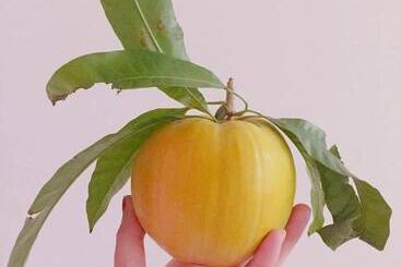 Bed & Breakfast 拇指園民宿