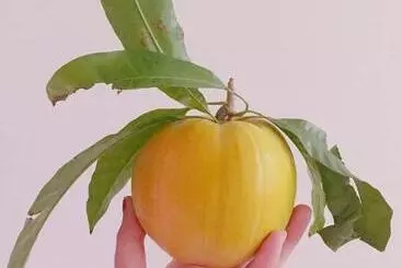 Bed and Breakfast 拇指園民宿