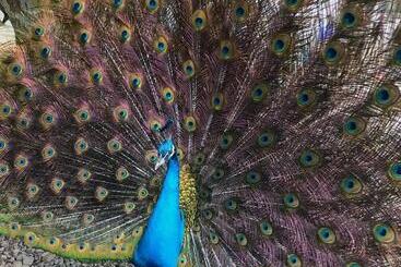 تختخواب و صبحانه 拇指園民宿