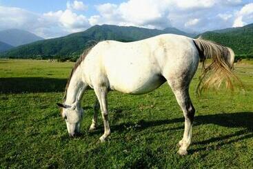 펜션 Nazy S Guest House