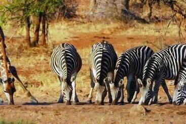 ペンション Sunbird Lodge