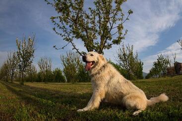 קוטג'' Tenuta Terre Dei Latini