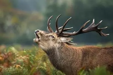 ベッドアンドブレックファースト Tirindrish House