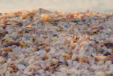 Hotel Casey Key Resorts  Beachfront