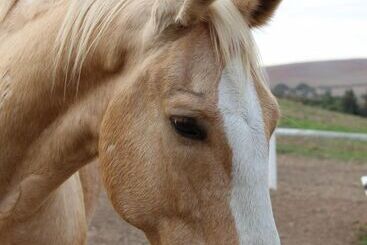 호텔 Endless Vineyards At Wildekrans Wine Estate