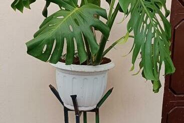 هتل کپسول Redhill Homely Stay