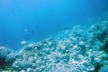 Moalboal T Breeze Coastal Resort