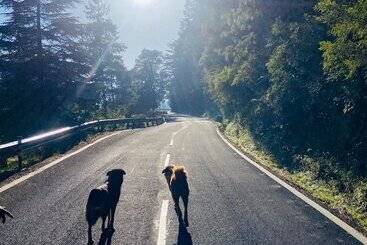 Hotel The Bliss Dhanaulti