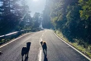 Hotel The Bliss Dhanaulti