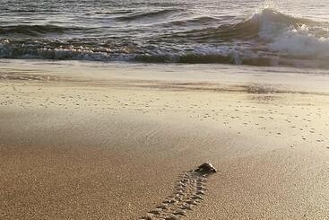 צימר Ocean Souls Beach House