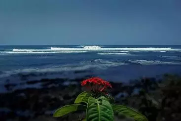 ホテル Oceanfront Bungalows   Paradise Rentals