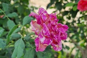 Hotel New Gurudeo Basera And Family Restaurant