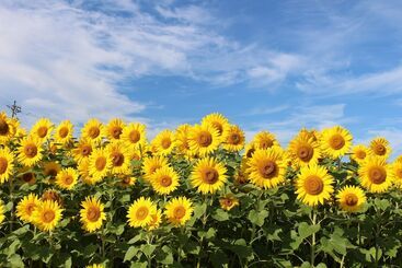 בית מלון כפרי Satoyama Auberge & Hot Spring Wellness Spa Sakuragaike Kurgarden