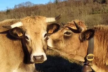 استراحتگاه Residence Fleurs D Aubrac