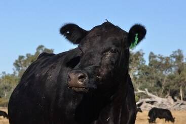 فندق ريفى Wilga Farm Stay