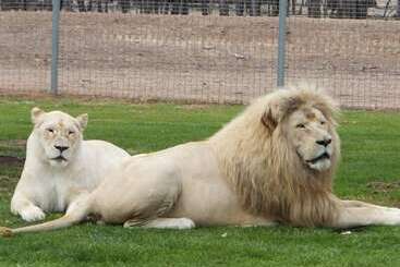 Motel Bishops Lodge Narrandera