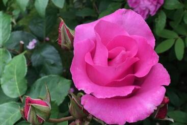 בית מלון כפרי L Turistgården I Simrishamn