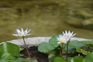 דירות לתיירים Le Mirage Villa Santai