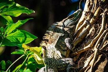 Jaco Hotel Docelunas