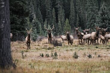 Szálloda Rock Lake Lodge