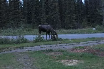 Hotelli Denali Tri Valley Cabins