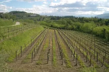 ホテル Agriturismo Giorgio Colutta