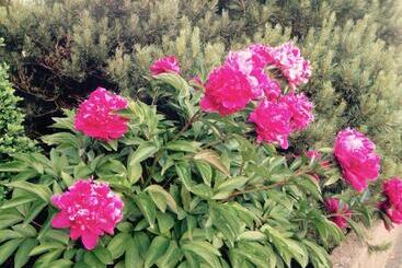 Hotel Gästehaus Hannelore