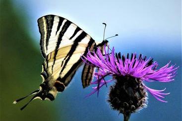 Pensjonat Ferienweingut Rudorfer