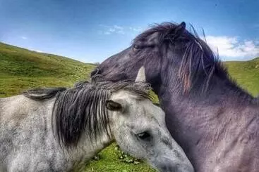 Pension Chvibiani Guesthouse & Bar