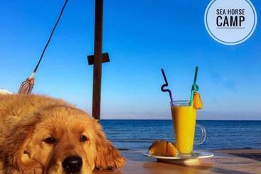 هاستل Sea Horse