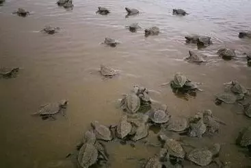 Hotelli Cocobolo Beach Boutique