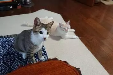 ペンション Guesthouse Gifu Suai