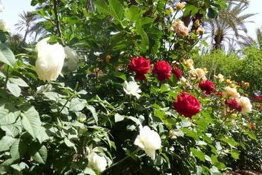 Pensió Riad Tabhirte