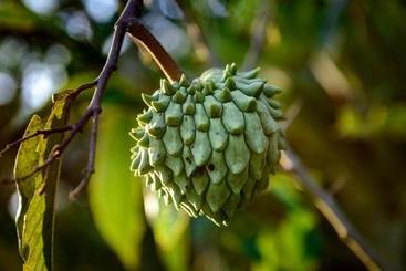 Hospedaria Abbud & Fernandez