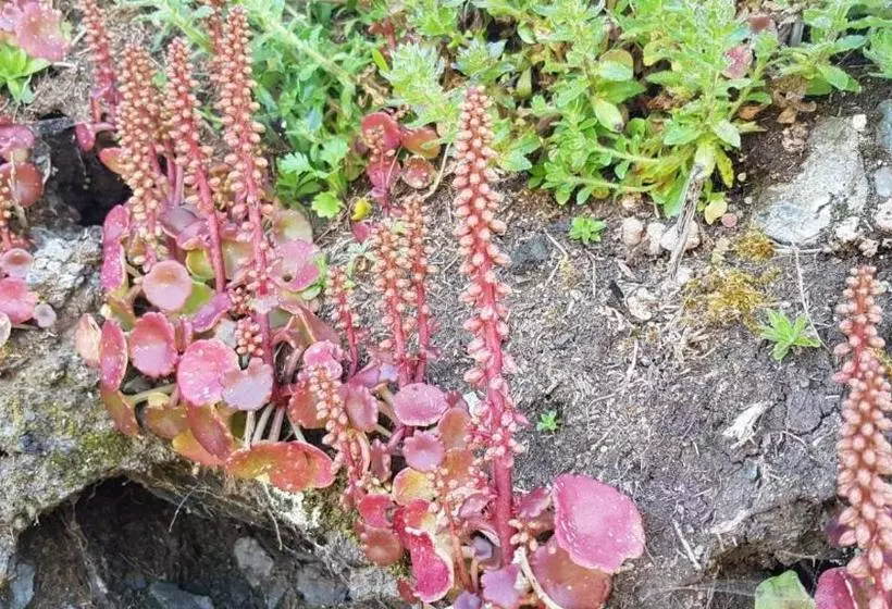 בית מלון כפרי Leyton