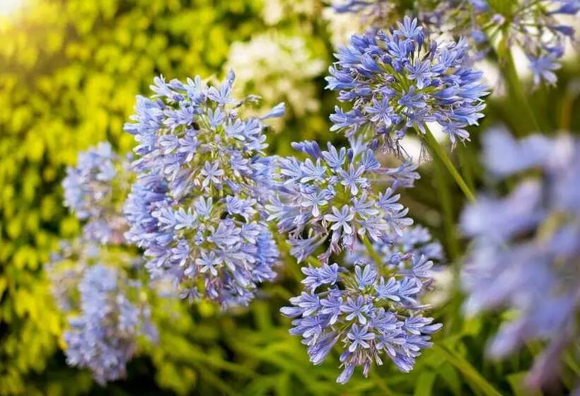 Puente Romano Beach Resort